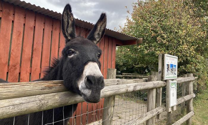 A brown flurry haired donkey with a white nose resting his head on a wooden fence.
